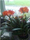 clivia